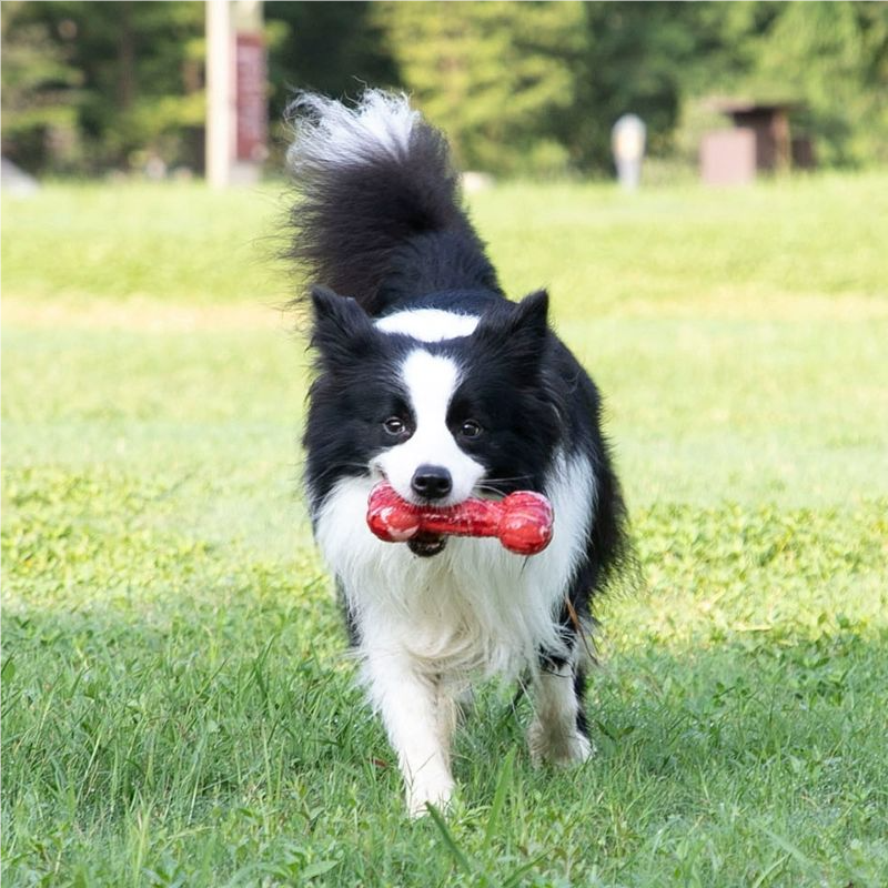 Squeaky bone