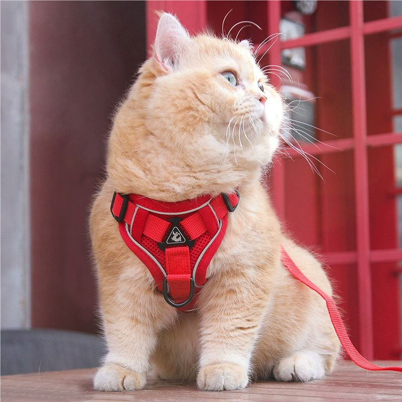 Cat leash