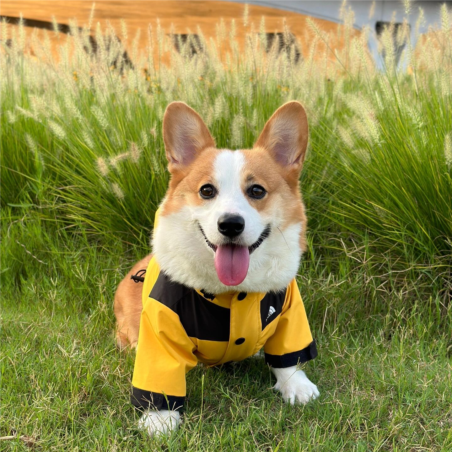 Dog Clothes