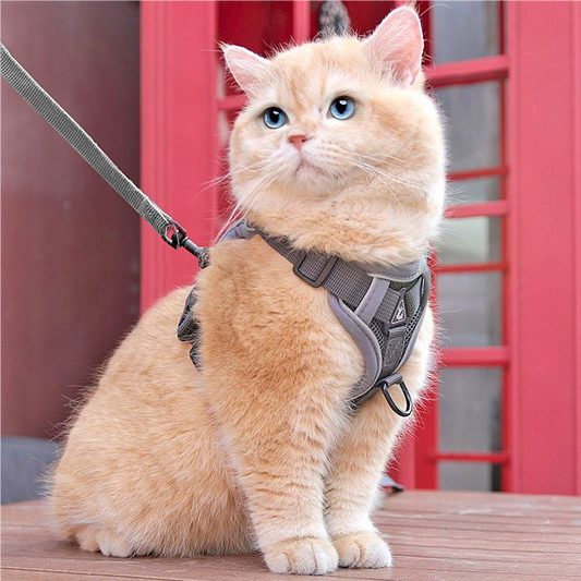 Cat leash