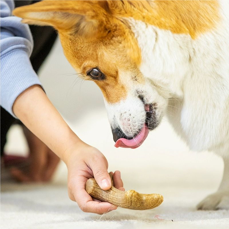 DOG TOY TEETH STICK
