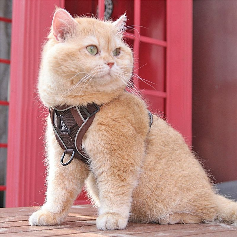 Cat leash