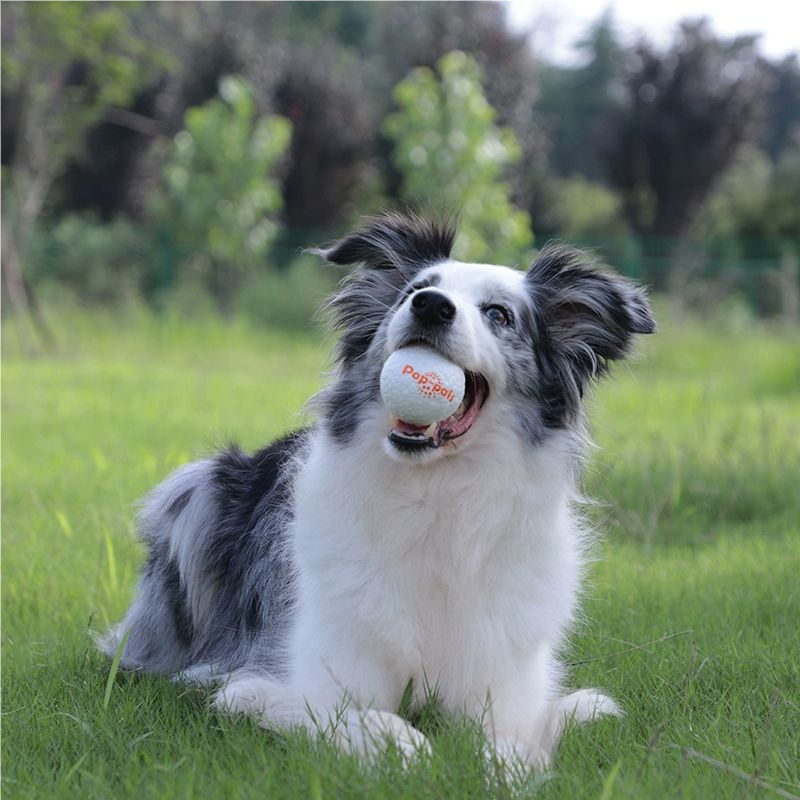 Popping ball dog toy