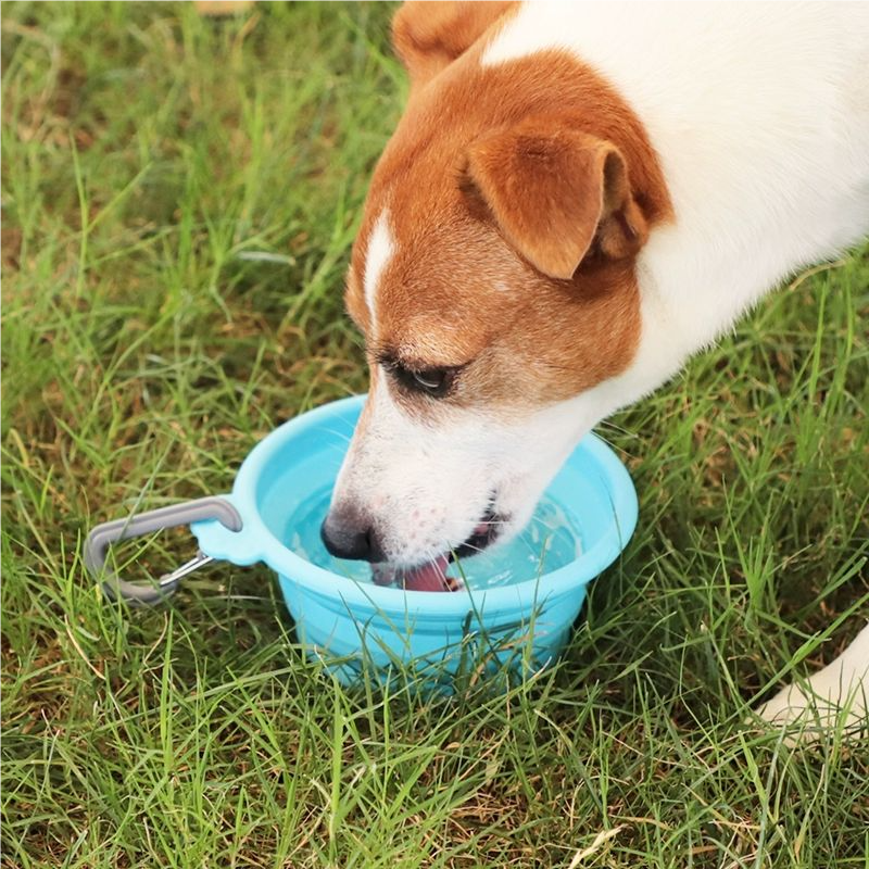 Pet folding bowl