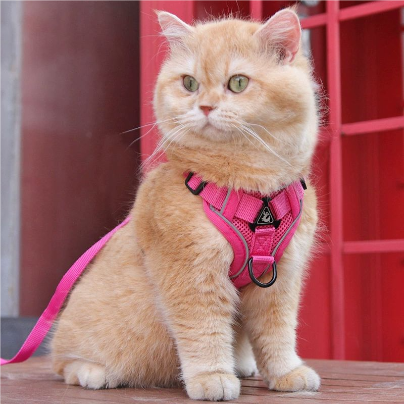 Cat leash